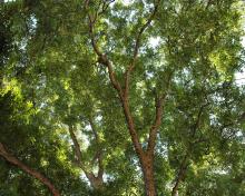 A canopy of trees blocks the view of the sky