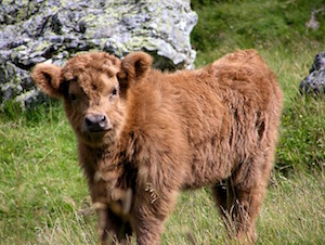 calf-haighlander.jpg