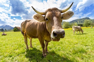cow-face.jpg